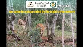 Wild Camping South Africa: Surrounded by Lions & Free-Roaming Giraffes