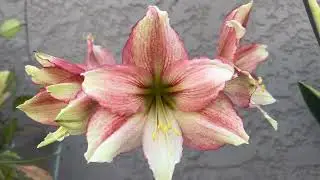 Amaryllis bloomed 2 months after repotted. Beautiful color! 🌿🌸🌿