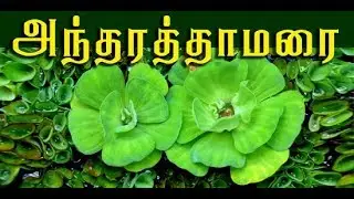 Pistia stratiotes (ஆகாயத்தாமரையின் மருத்துவம் )