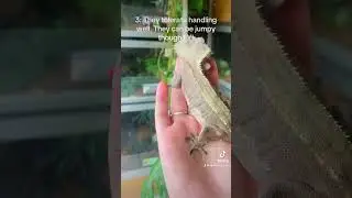 Cresties for the win. 🦎💕 #crestedgecko #reptiles #geckos #correlophusciliatus