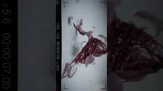 Houdini Vellum sim RnD. Lots to do #sidefxhoudini #houdinitutorial