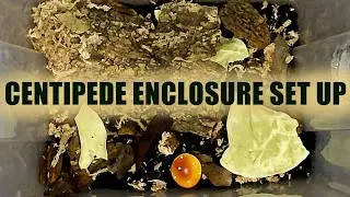 Setting Up A Centipede Enclosure! // NEW PET CENTIPEDE!!!