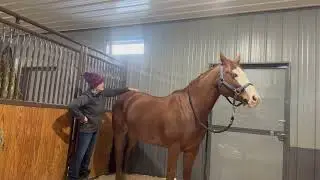 Ultimate Horse Relaxation: Bentley's Full Body Massage Session&rdquo;