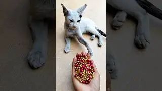 Satisfying ASMR Cat 🌈 Relaxing Reverse Beads Fun#shorts #cat #cute #asmrsounds #satisfying