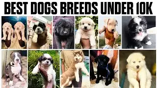 Budget Friendly Dog Breeds |Best Dog Breeds Under 10000|Cheapest Dog Breeds In India|puppy in india