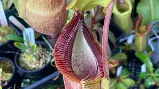 Hybrid update: N. spathulata x diabolica, BE 3883 sg