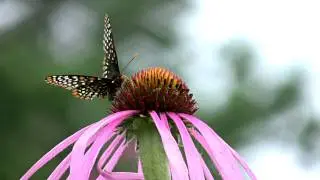 Baltimore Checkerspot Butterfly