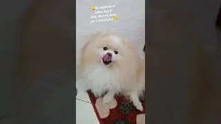 L' enigma del prosciutto🤔😱😁#youtubeshort#dog#pets#coccole#foryou#purelove#amore#funny#food#viral#