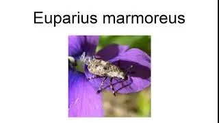 Euparius Marmoreus