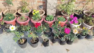 live #Livestream#kuldeepbonsai I am  terrace garden flowering plant and bonsai plant #live