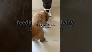 Siri, Feed Me 📲 - intelligent dog camera with treat dispenser