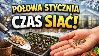 Styczeń i już sieję paprykę? Tak &ndash; ostre odmiany idą pierwsze 🌶