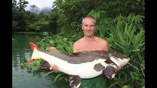 Amazon Catfish Adventure