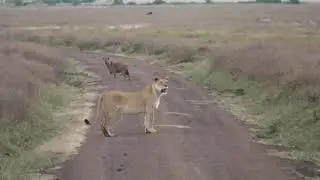 Lions Of Ngorongoro Crater 2