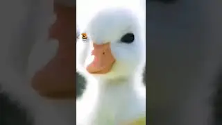 Cute and loving duck moment captured scene. | how to hack U- channel.....