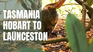 Tasmania Road Trip: Hobart to Launceston In 60 Seconds