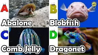 Learn Ocean Animal Names | ABC Sea Animals song | Most Popular Sea Creatures | Alphabets Kids Song