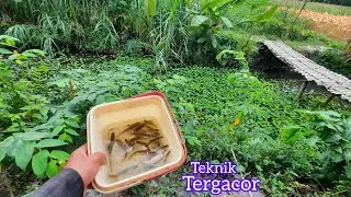 Mancing wader cakul dengan teknik tergacor anti sudah teruji anti boncos