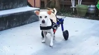Dog On Wheels Refuses To Be Held Back