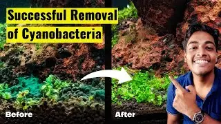 Successfully remove cyanobacteria or Blue-green Algae permanently from your tank.(Using Antibiotics)