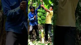 Harvesting of 🍌 Banana #viral#shorts#ytshorts