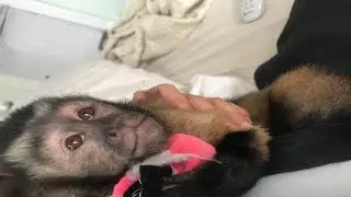 Search for missing monkey in Galveston
