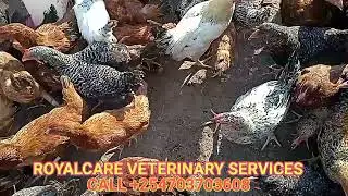 Small scale poultry farming