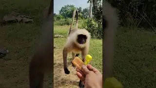 👉 Langur Wants Biscuit 🐒😂 | Funny Monkey Video | #shorts #monkey #funny