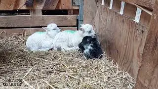 Cute little lambs at Nordens Ark