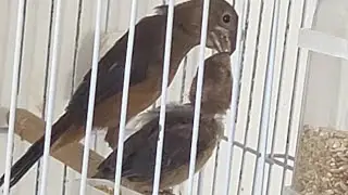 Reprodução de CURIO com Baixo Custo 