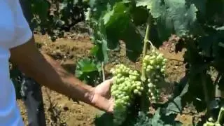 Antonio Arrighi - Trebbiano Toscano