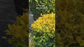 ILEX CRENATA 'GOLDEN ROCK' 🌿 Зарисовки из питомника 🌿