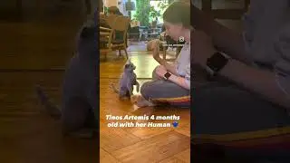 Wow! 4 months old Russian Blue kitten is learning new tricks. #cat #russianblue #kitten #wowmoment