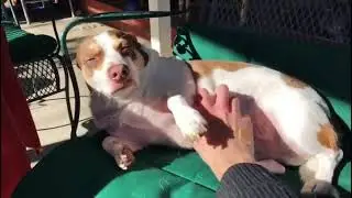 Mr Bubz - the giant bubblegum burrito