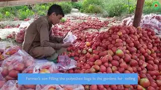 #Tomato #Production in #Afghanistan has draamatically #increased in #2020