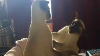 Cats Tasso and Iggy playing Boxing game
