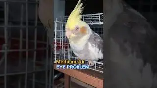 Cockatiel eye infection medicine treatment #viral #birds #cockatiel #shortsvideo #eyedrop