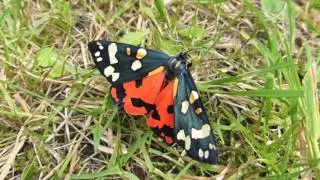 Scarlet Tiger Moth