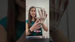 Давайте рассмотрим некоторые типы синовиальных суставов кисти! #анатомия #анатомияифизиология