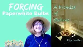 Forcing Paperwhite Bulbs | The Hypertufa Gardener