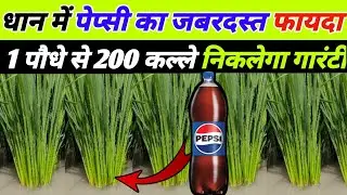 धान में फुटाव,कल्ले और ग्रोथ के लिए बेस्ट फॉर्मूला | Dhan me kalle kaise badhae | dhan ki kheti