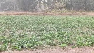 45 days complete my patatofarming #farming#farmar#trending#assam #assamese#youtube#viral#viralvideo 