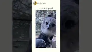 when hippogriff meets baby hippogriff #harrypotter #hippogriff