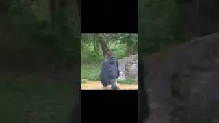 Gorilla moves bipedal
