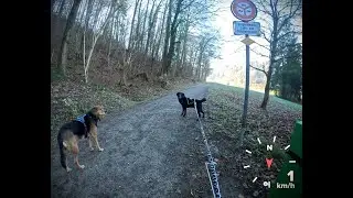 Epic Dog Mushing POV &ndash; Fast Trails, Scenic Views in Switzerland