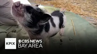 Baby pig up for adoption at Peninsula Humane Society