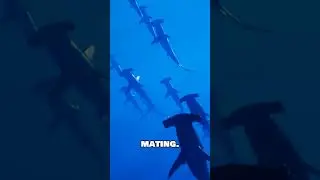 The strangest creature in the ocean??#ghostshark #sharkfacts #oceanmysteries #ocean #oceanhorror