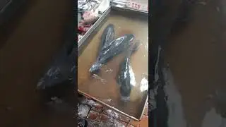 8-9 kg katla fishs alive #katlafish #viral #shorts