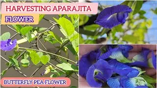Harvesting Aparajita Flower in my garden | Butterfly Pea Flower #video #harvest #aparajita #garden