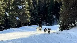 Dogsledding Tour at Good Times Adventures